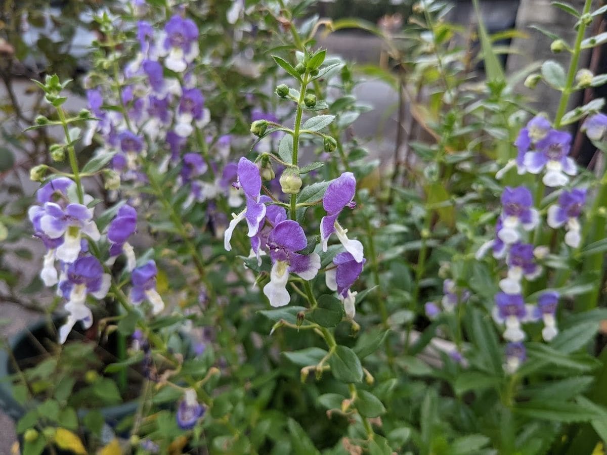 週末のお花たち（おじぎそう・アンゲロニア）