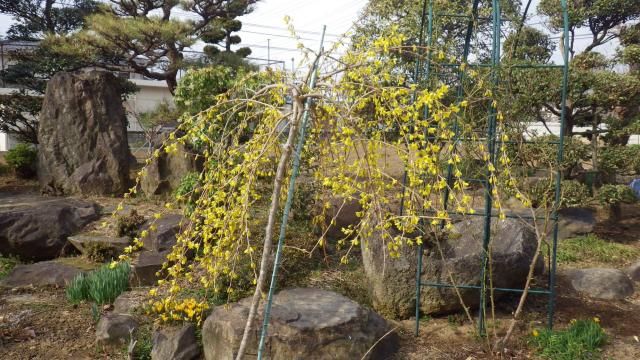 枝垂れレンギョウ