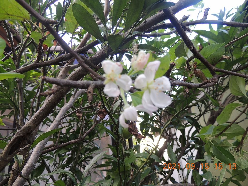 今頃、リンゴの花が！