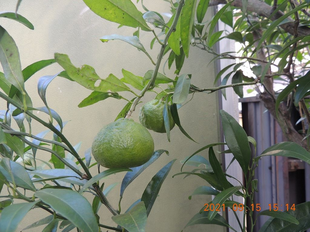 今頃、リンゴの花が！