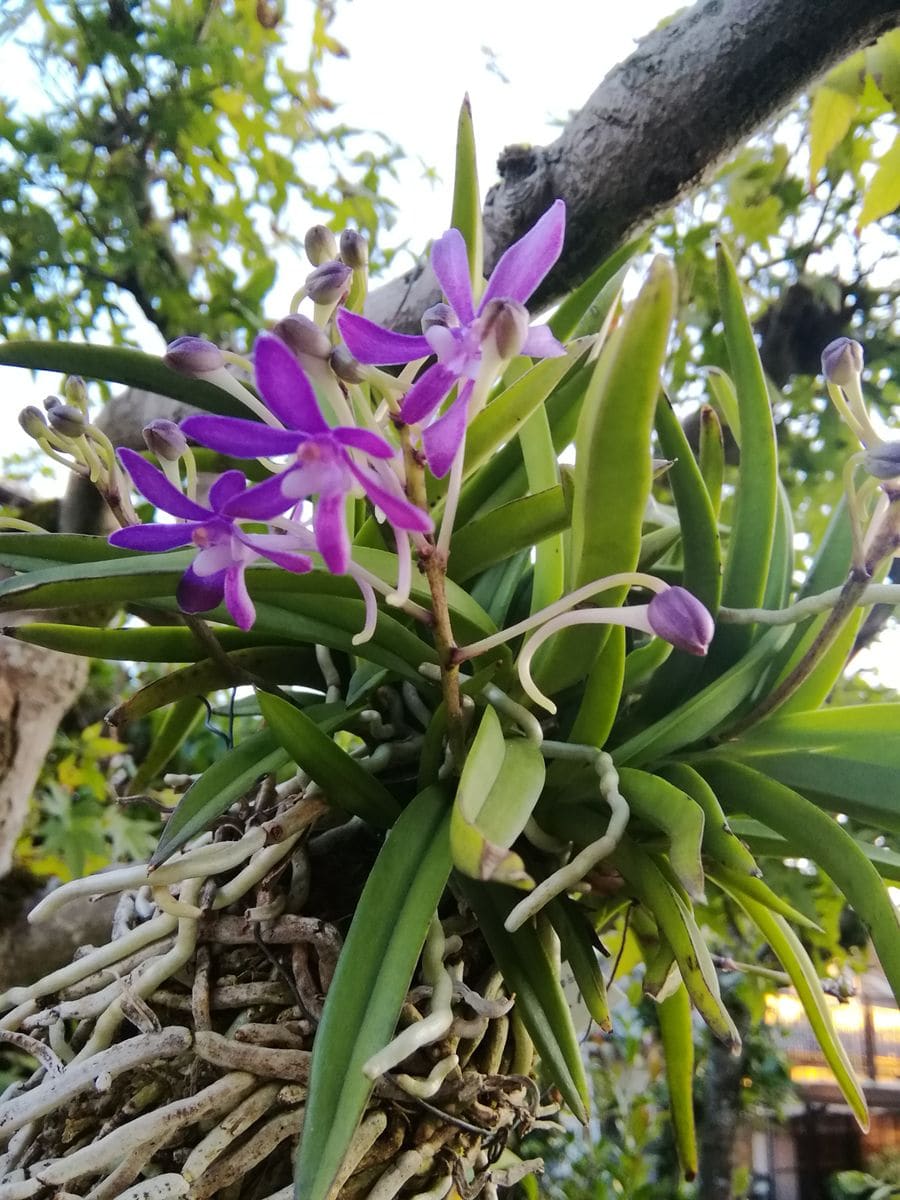 秋を感じる花がボチボチ