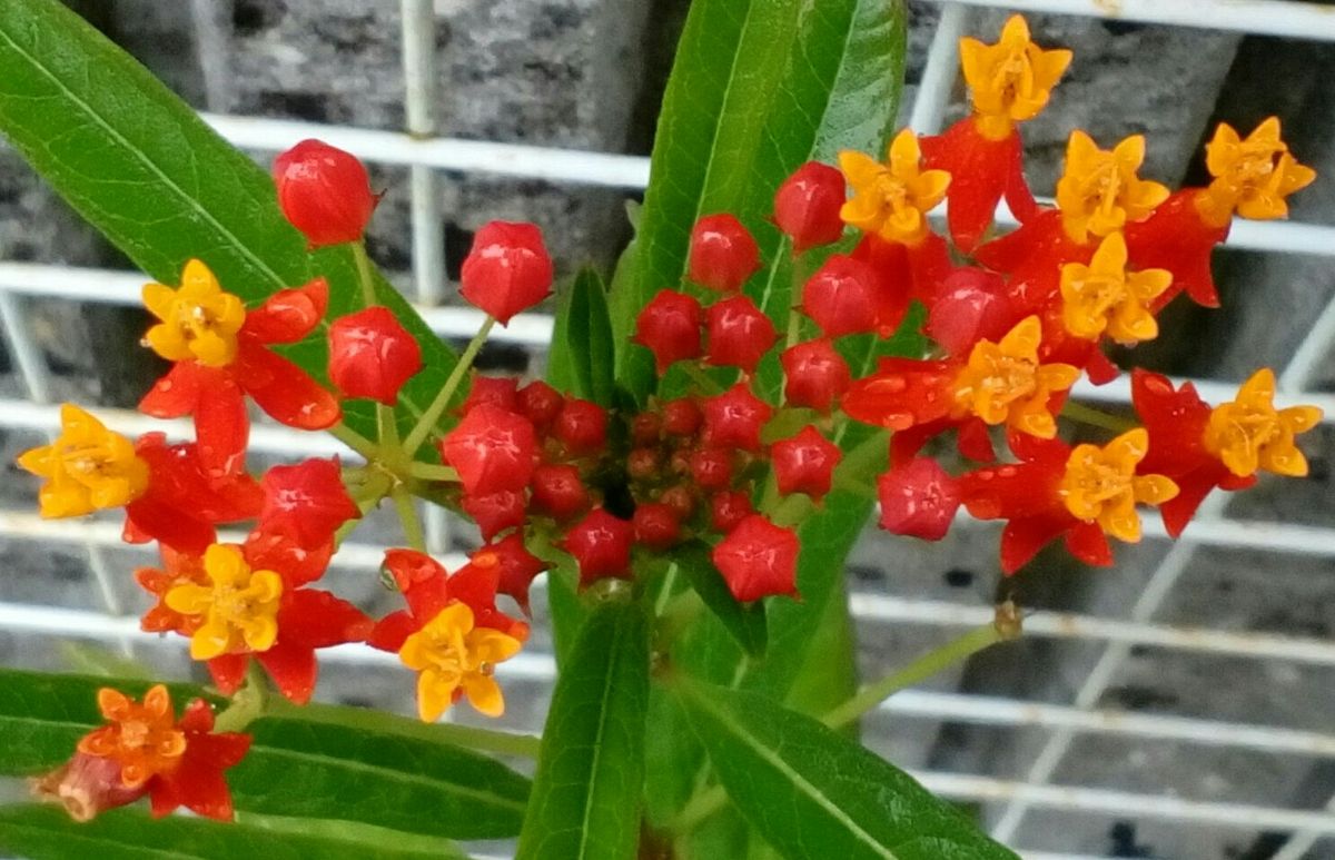 雨が降る中の玄関先の花達②