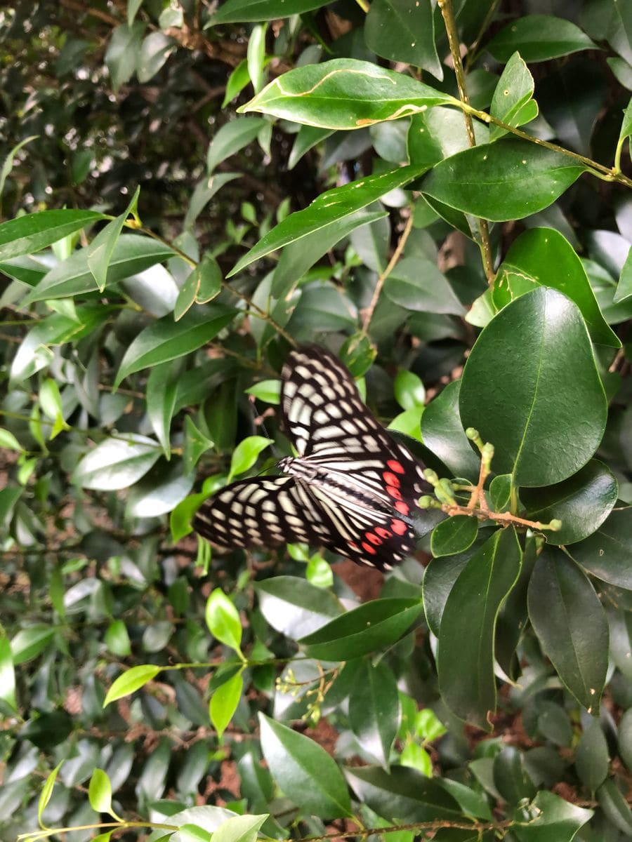 旧古河庭園の秋