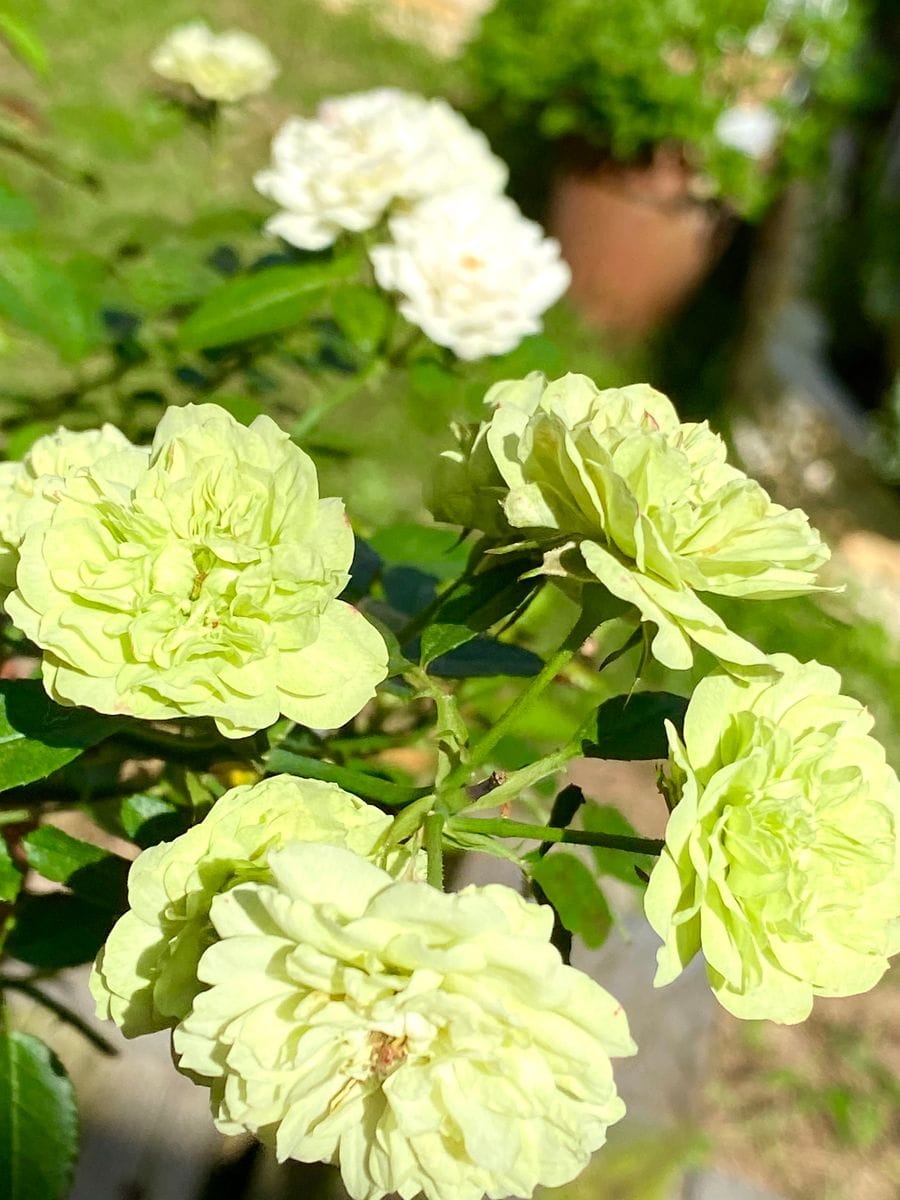 初✨園芸日記です🌸