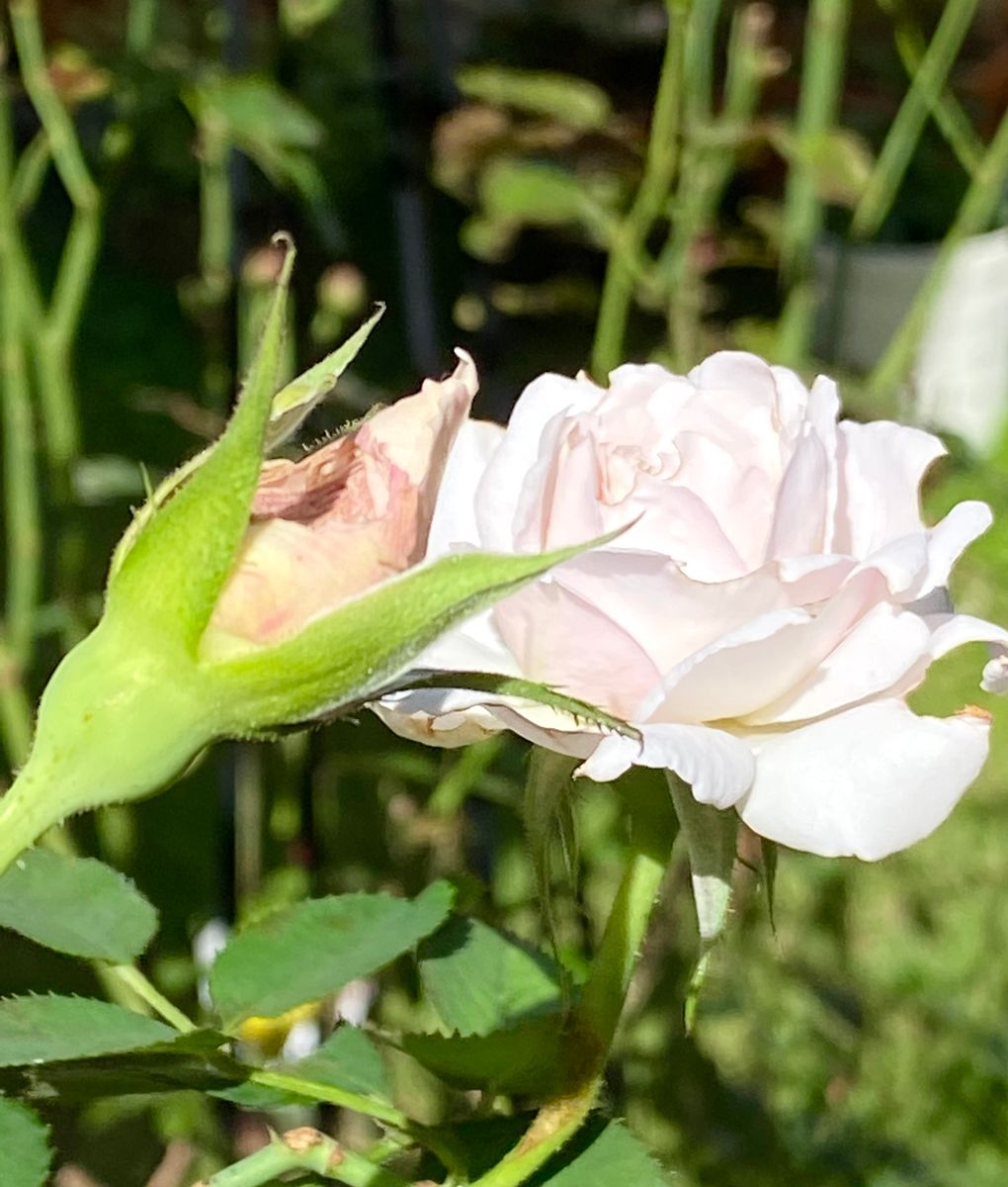 初✨園芸日記です🌸