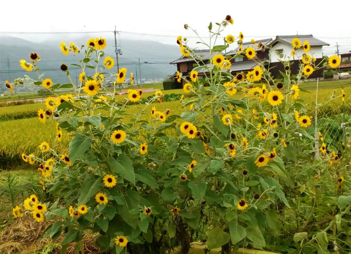 （オンタイム日記）マイカーの車窓から見つた『ミニひまわり🌻』