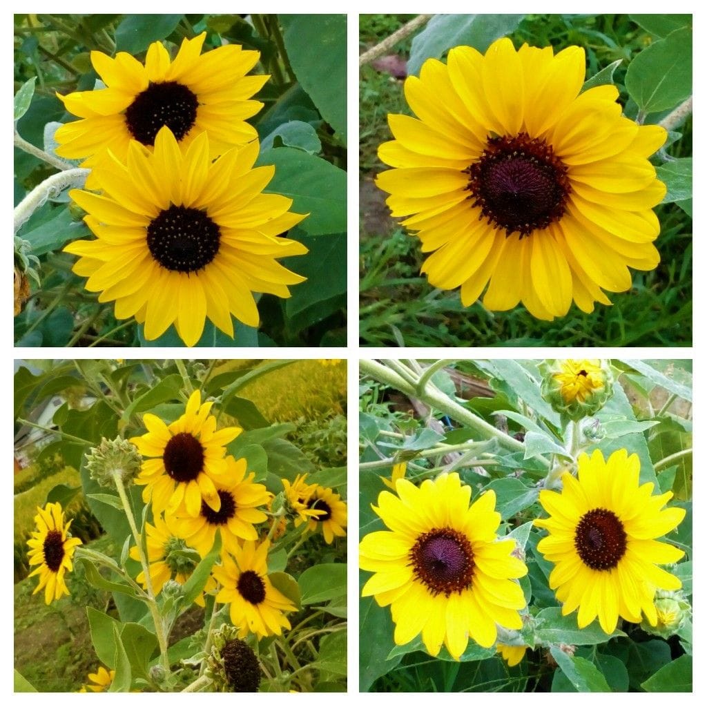 （オンタイム日記）マイカーの車窓から見つた『ミニひまわり🌻』