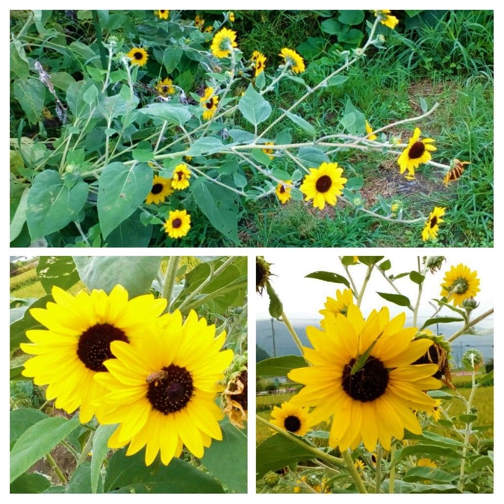 （オンタイム日記）マイカーの車窓から見つた『ミニひまわり🌻』