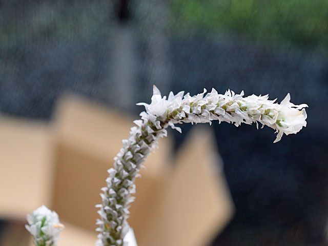 これでも植物？