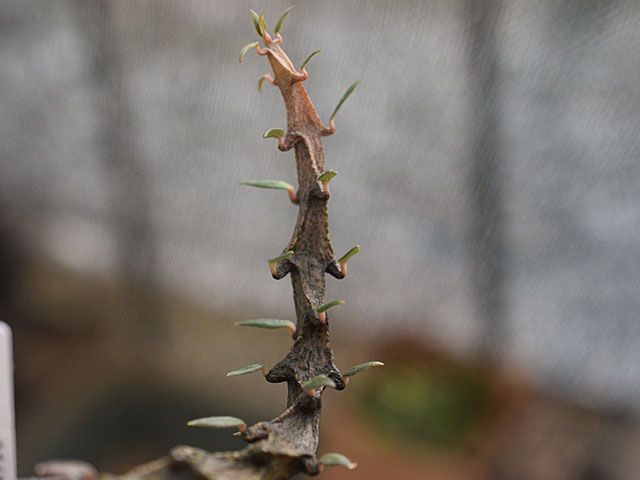 これでも植物？