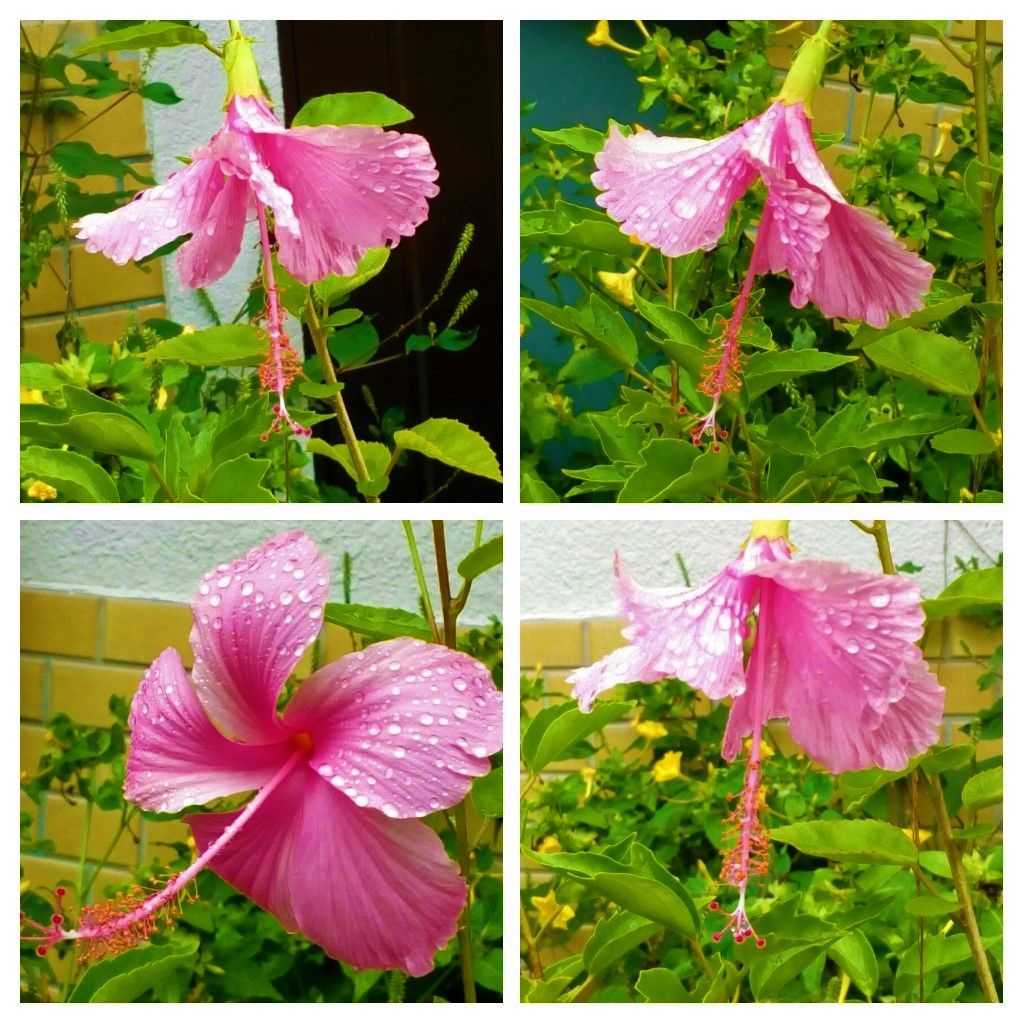 昨日の玄関先の花達①