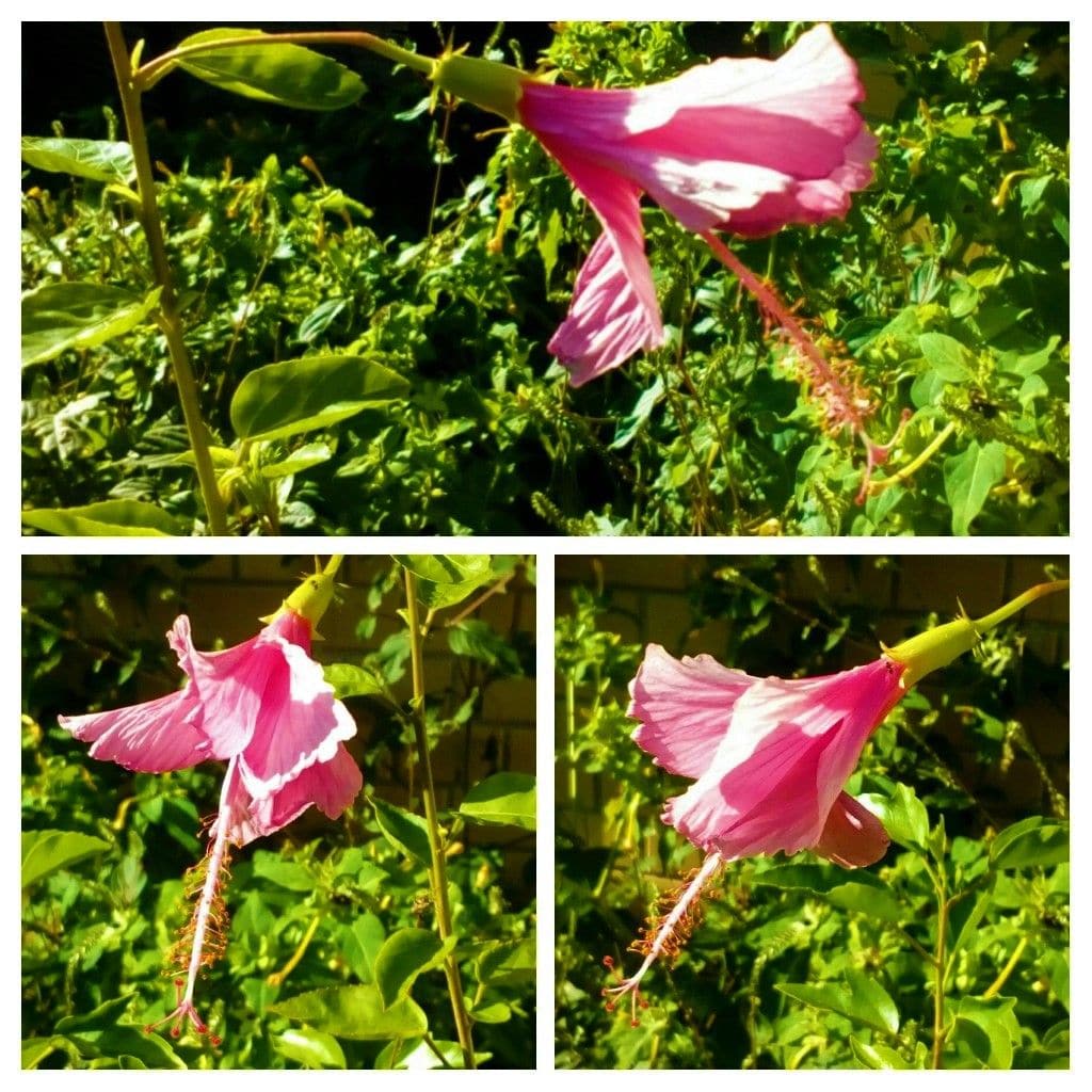 昨日の玄関先の花達①