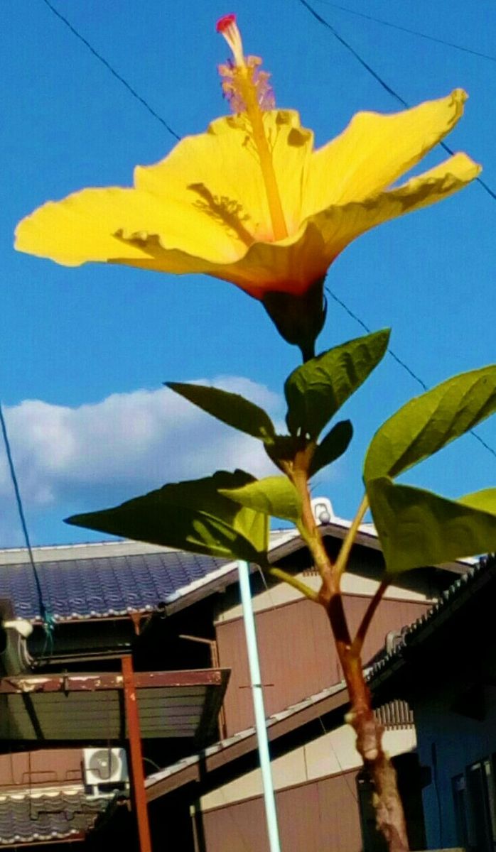 ９月８日以来の開花です😁