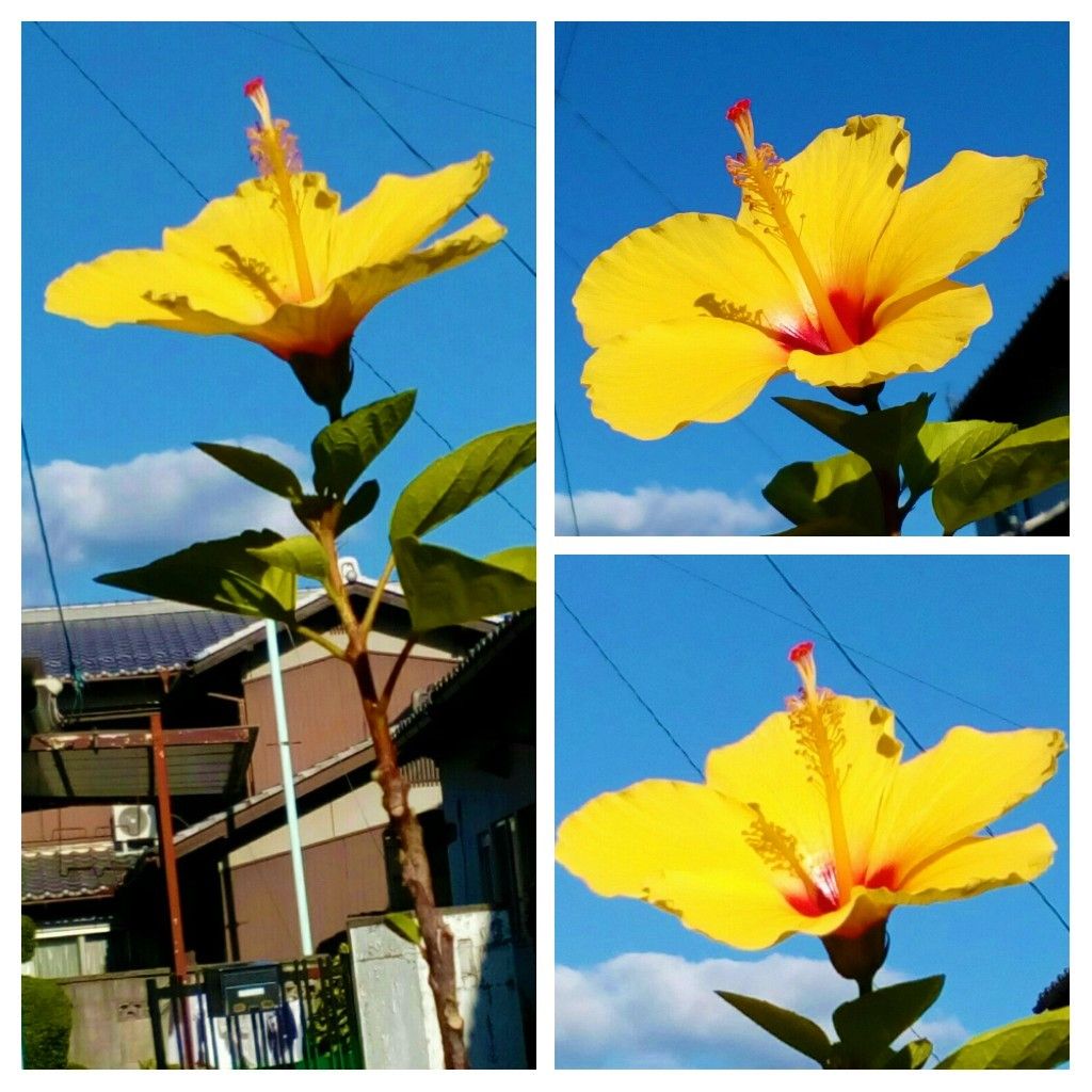 ９月８日以来の開花です😁