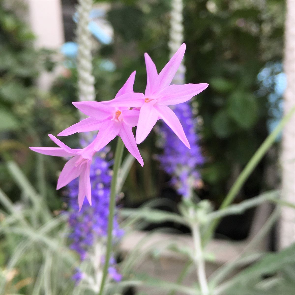 優し気な花たち