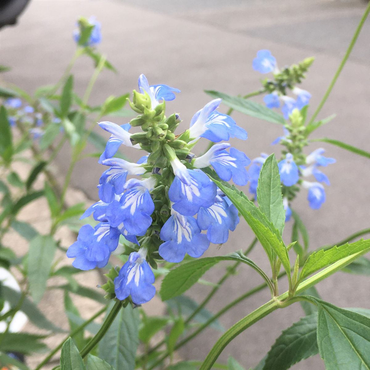 優し気な花たち