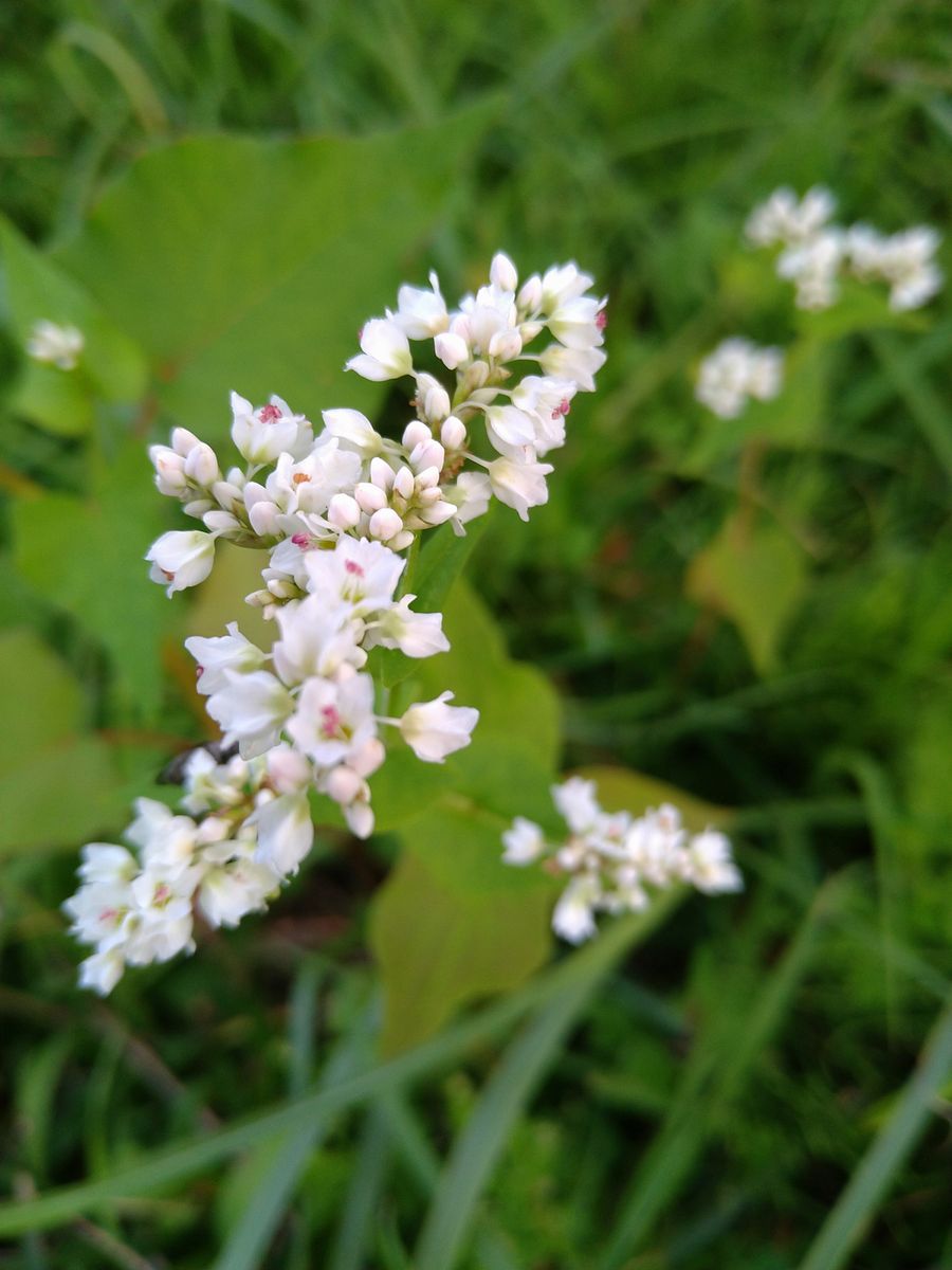 そばの花