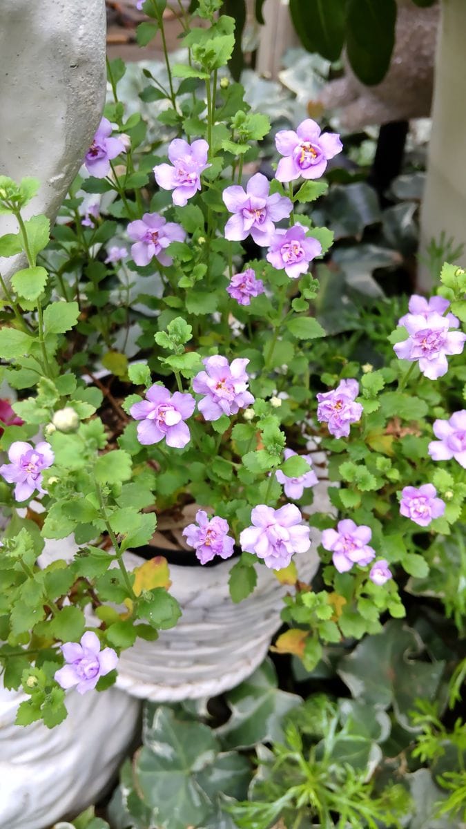 今朝の庭　〜　9月17日