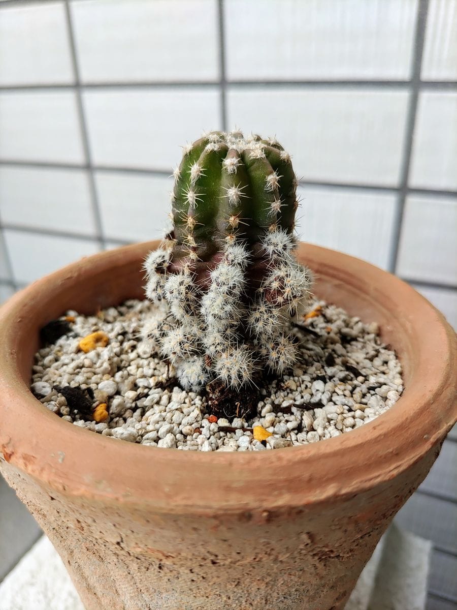 多肉とサボテン🌵