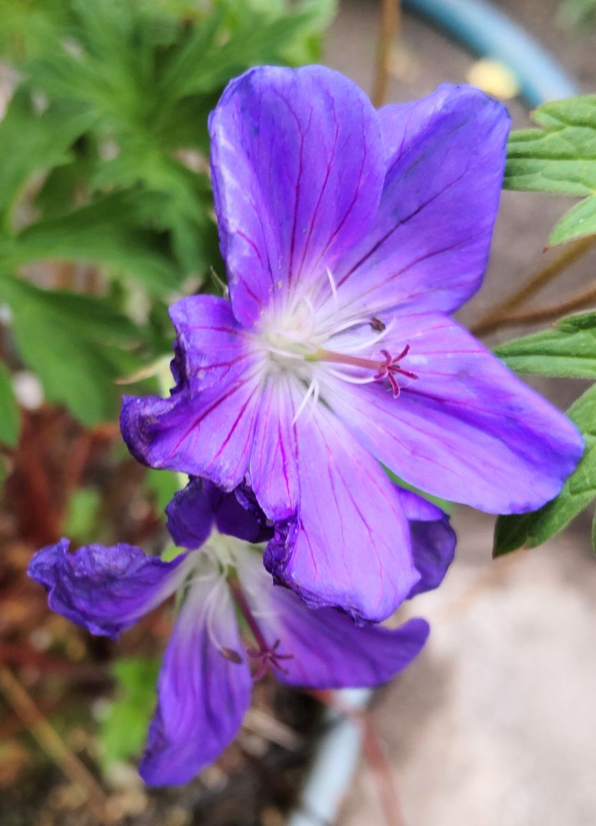 咲き続ける初夏の花