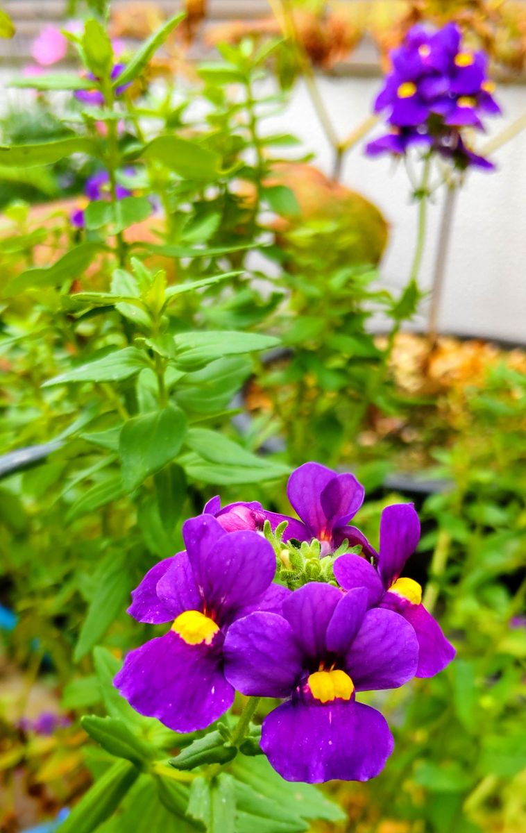 咲き続ける初夏の花