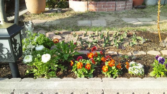 春花、花壇へ植え付けました。