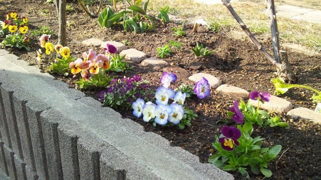 春花、花壇へ植え付けました。