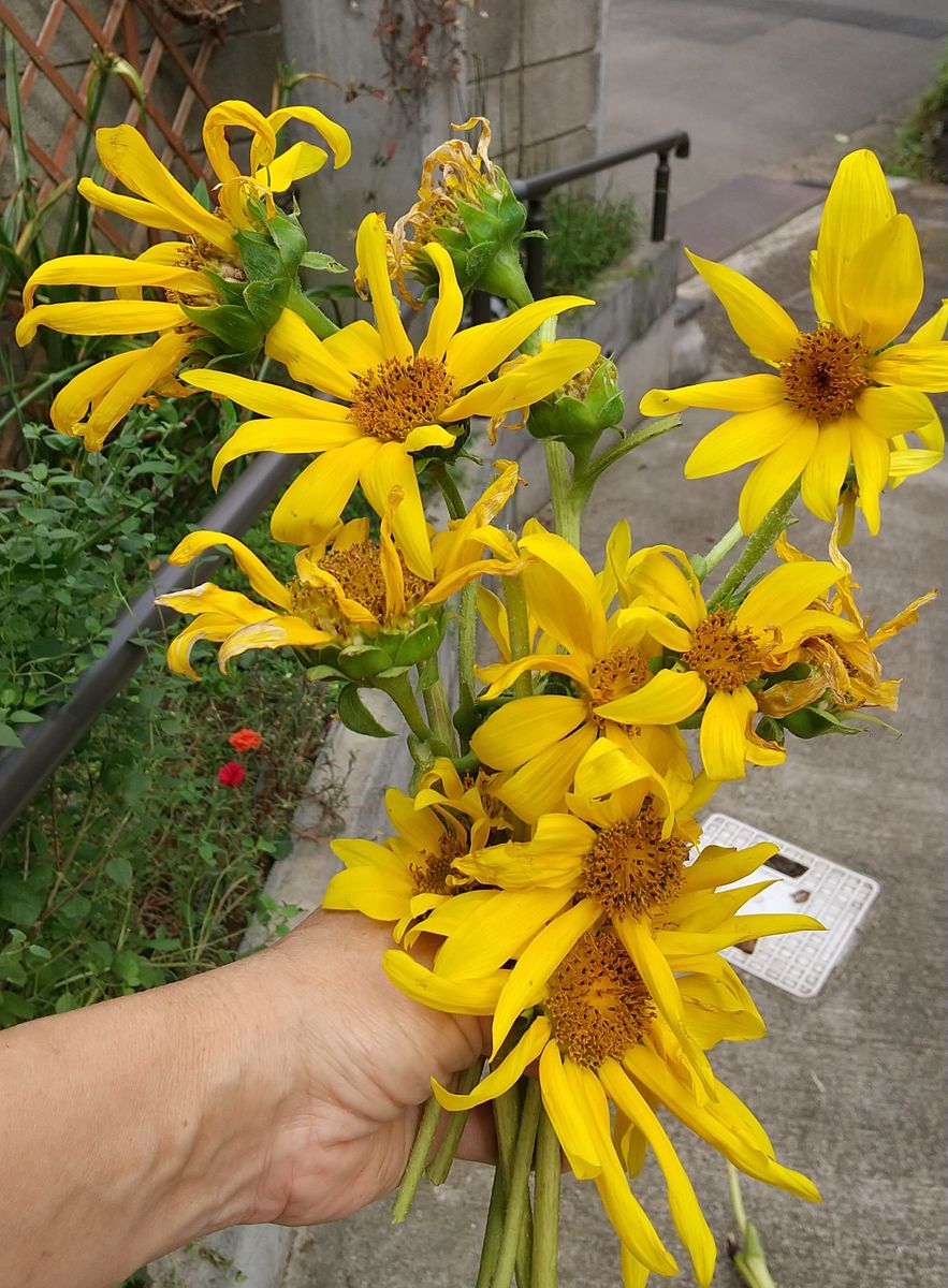 最後のヒマワリ～台風に備えて🌻😣