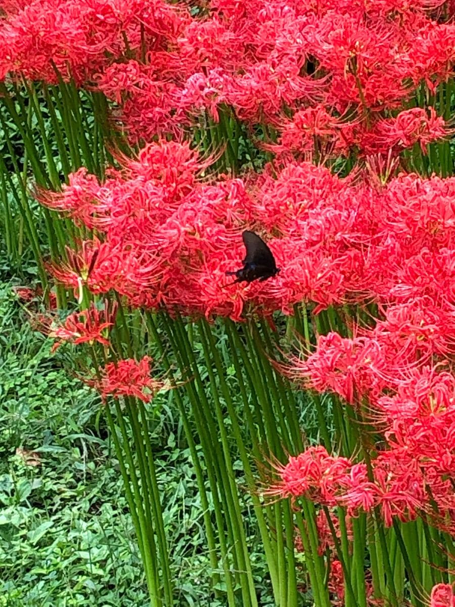 小石川植物園の彼岸花