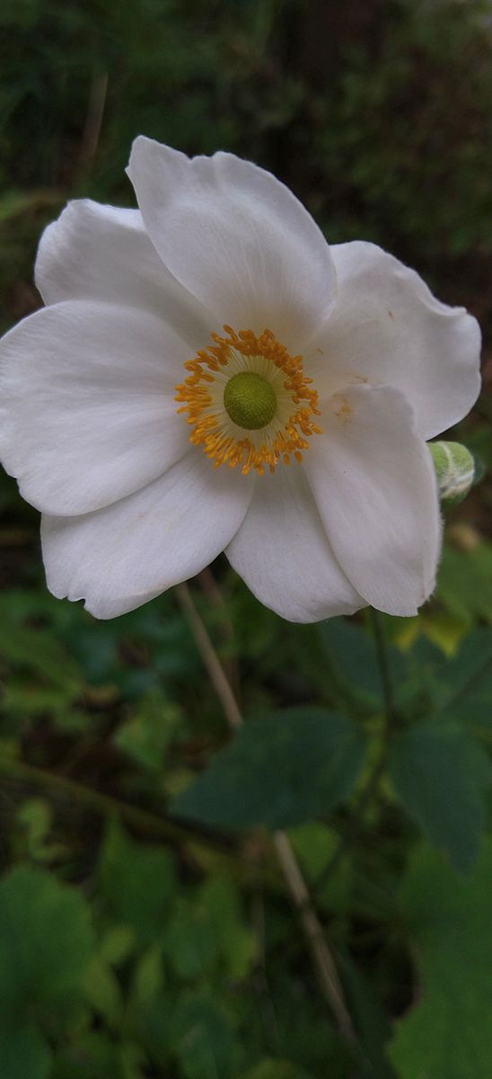 ガザニア　秋明菊　芝桜