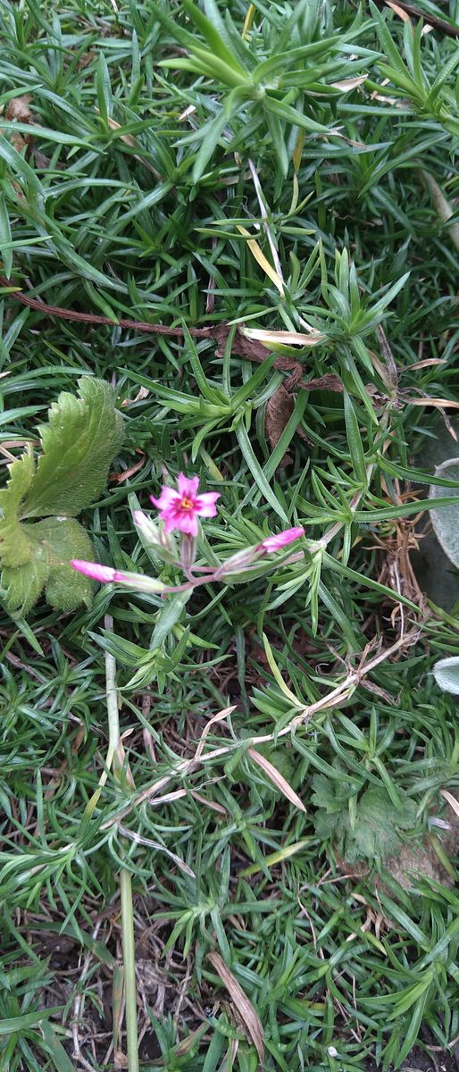 ガザニア　秋明菊　芝桜