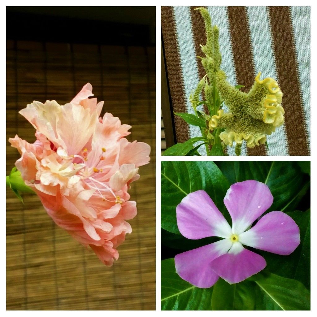 昨日の玄関先の花達②