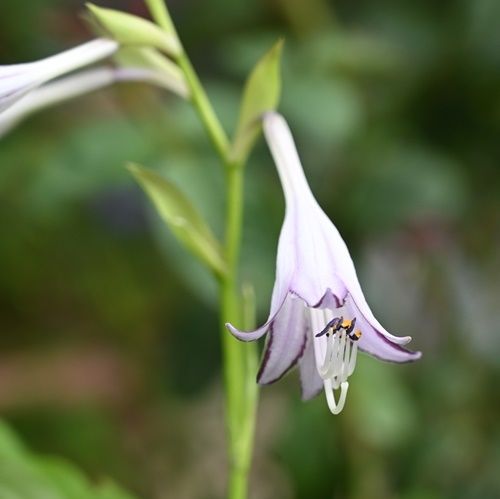 ギボウシの花