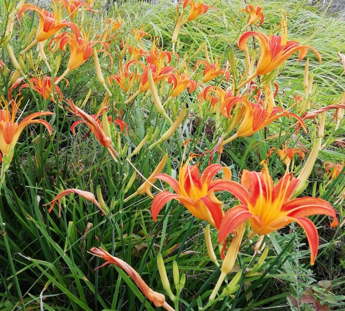 散歩道の花