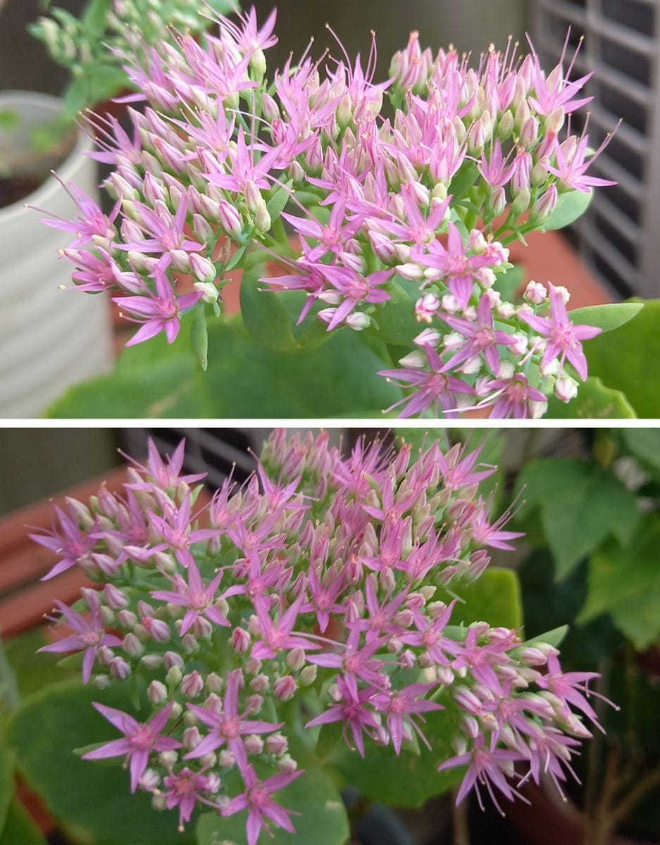 雨の前のお花達♪