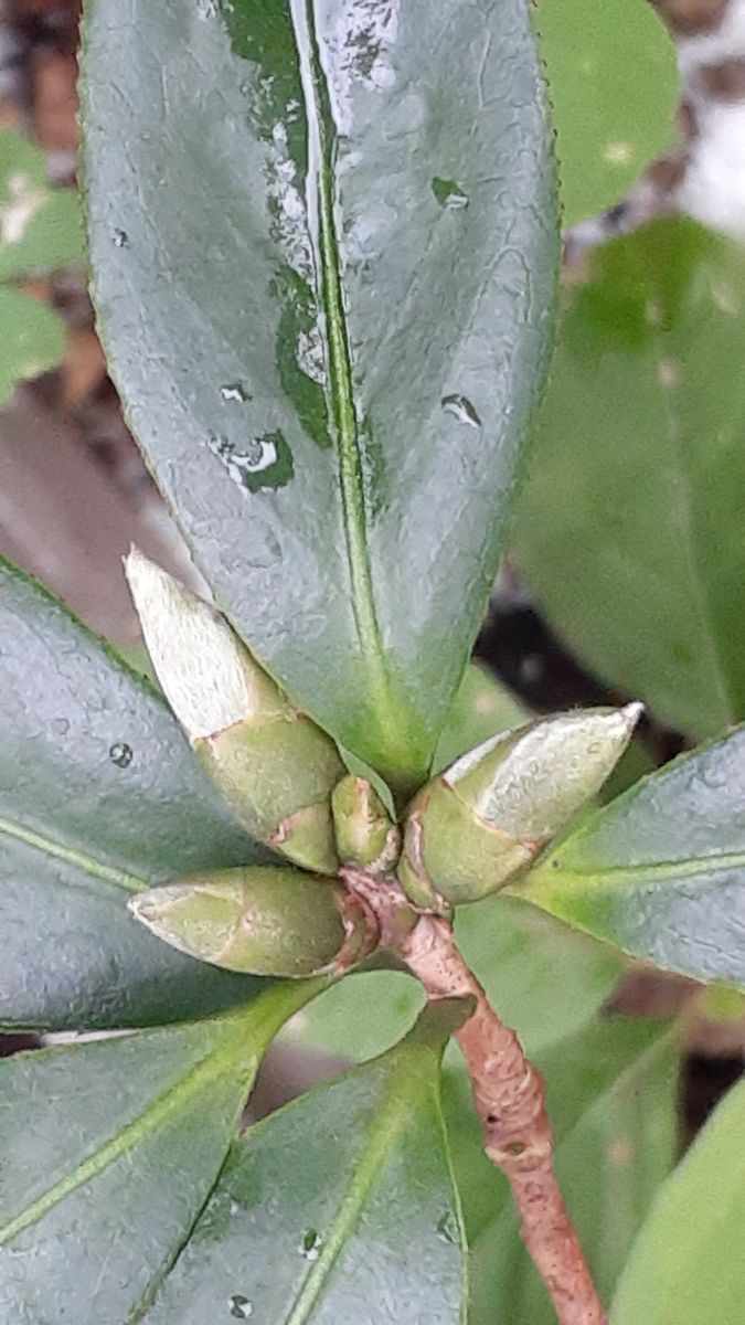 ふくおかルーバルガーデン5～初秋🎑🌾の庭たより…嵐➰🌀が去った後は⁉️