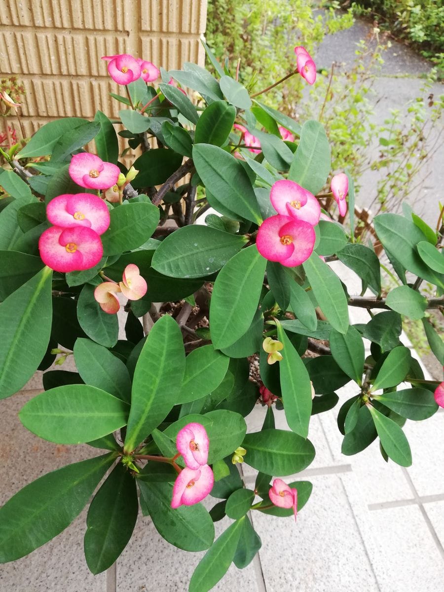 台風一過。ハイビスカス🌺。彼岸花。ハナキリン。