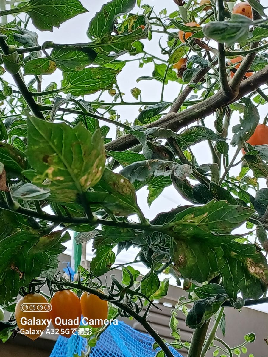 家の外も中も大荒れ⚠️でも中は…かっ可愛い～😍