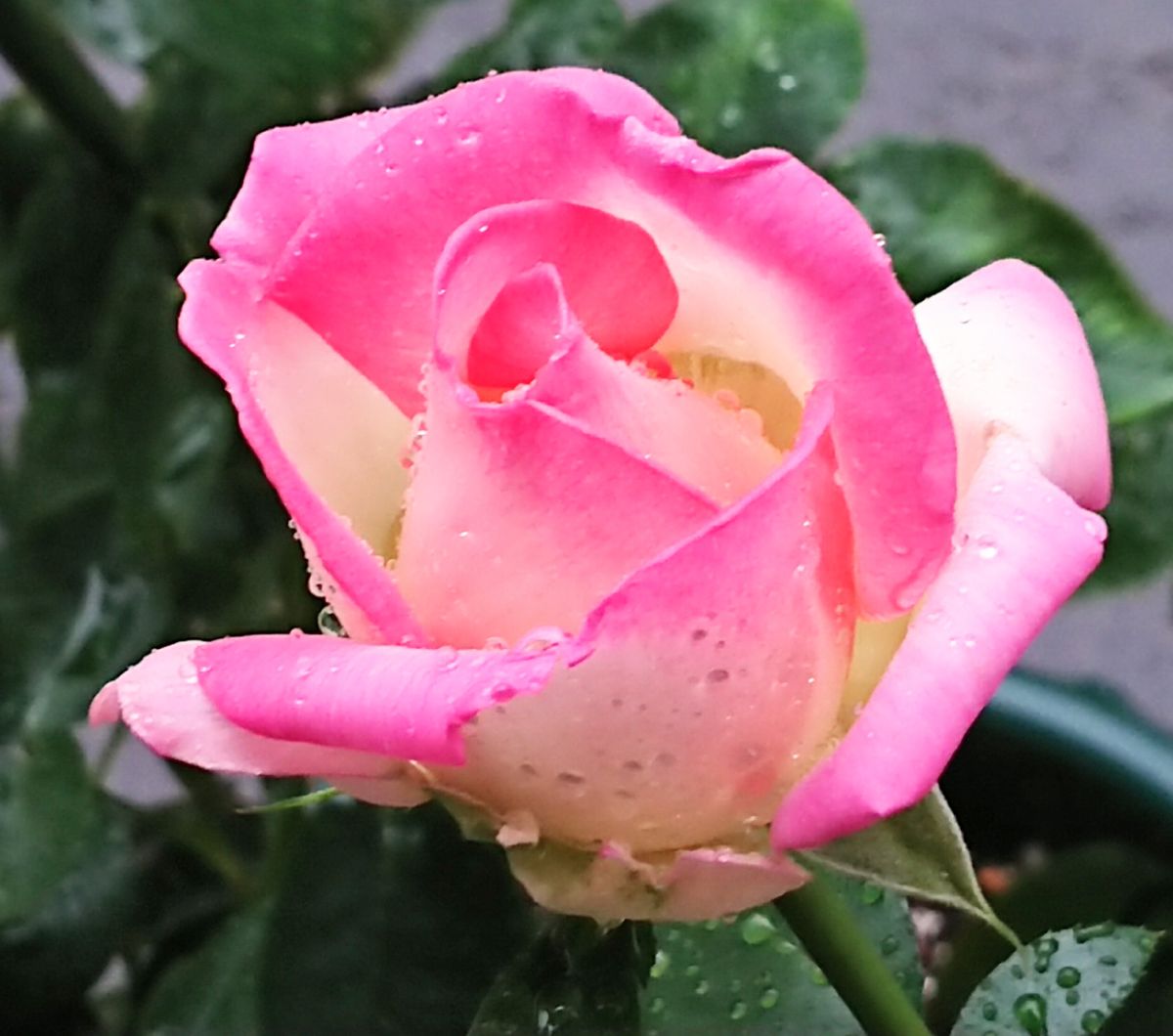 凄い雨です☔