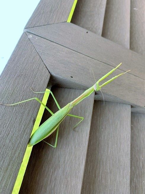 カマキリ♪