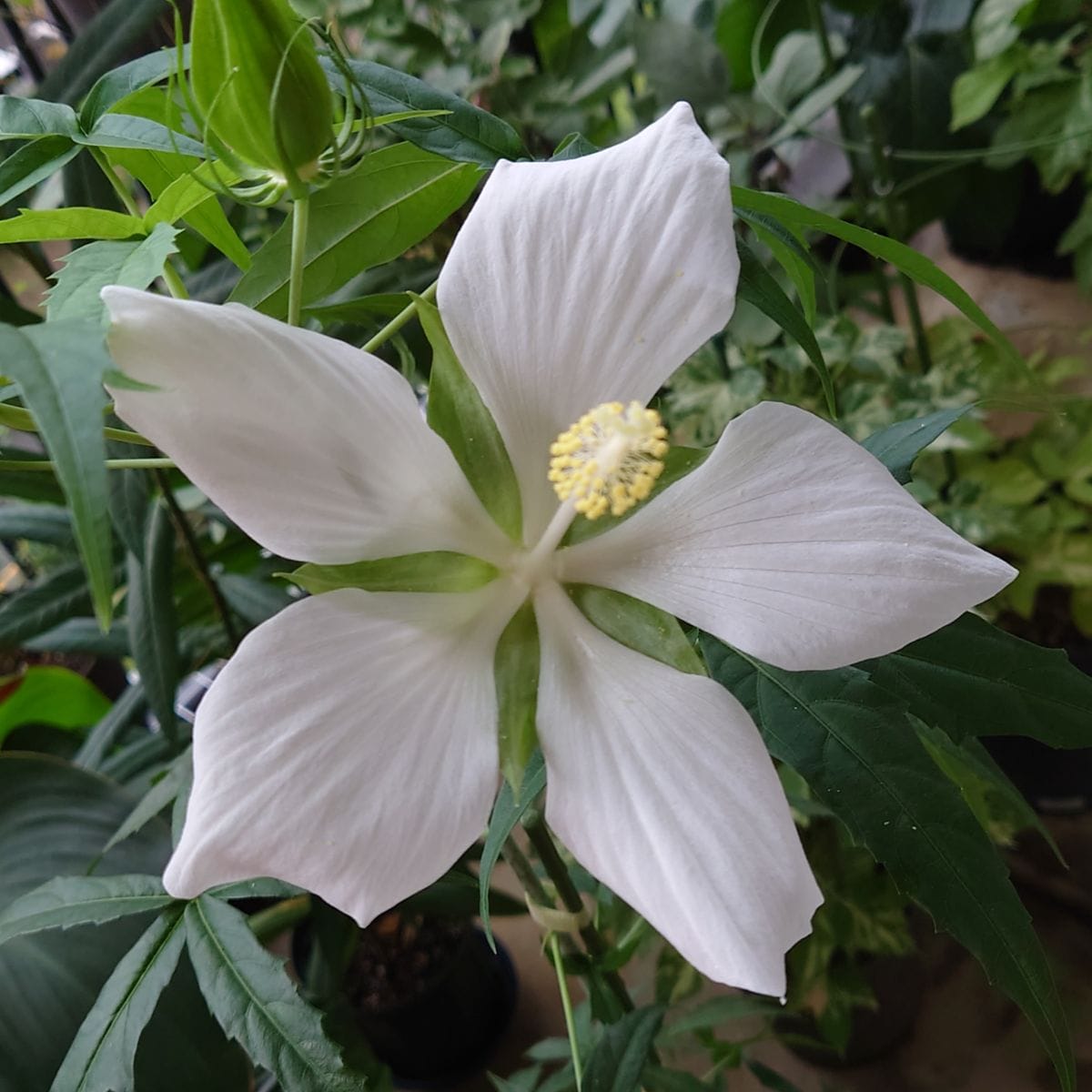 モミジアオイ初花開花💕アルセア蒔いてみませんか❓