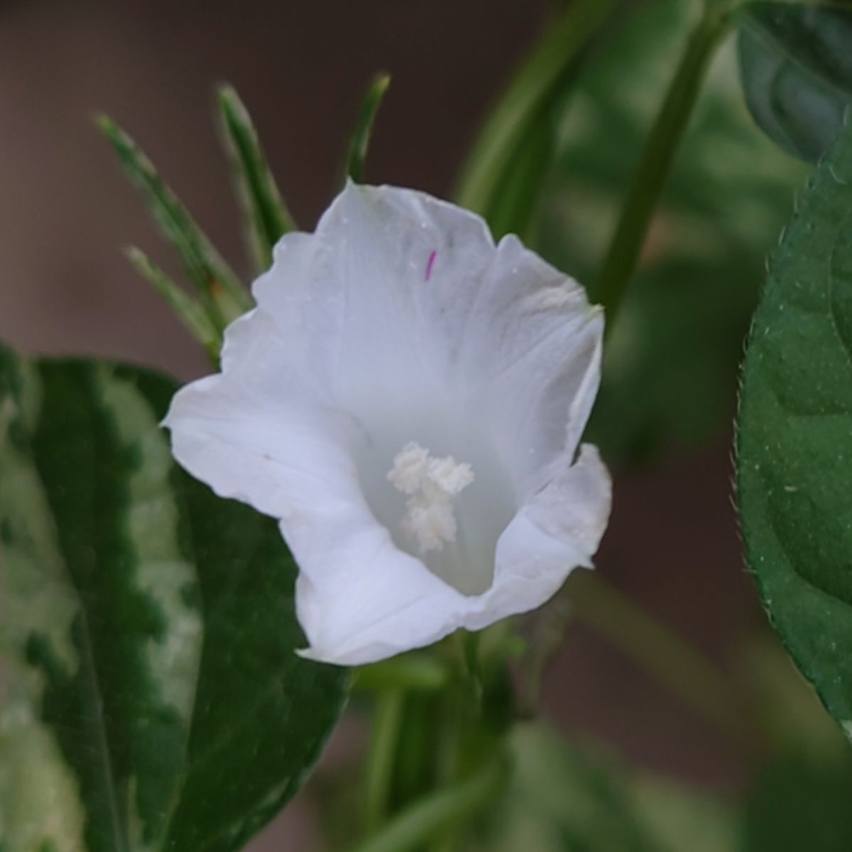 モミジアオイ初花開花💕アルセア蒔いてみませんか❓