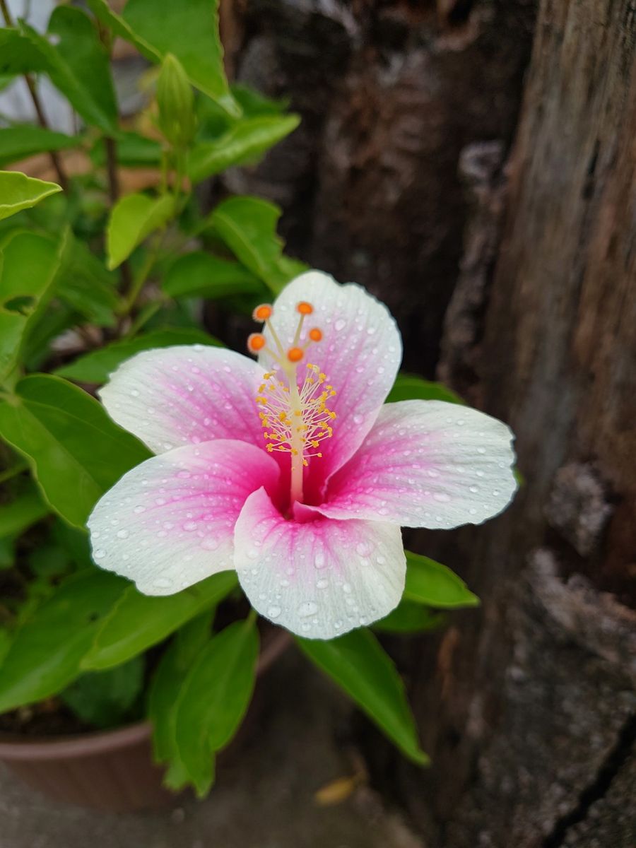 今のお花