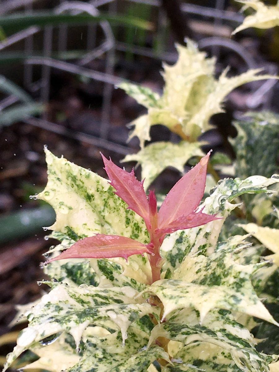 🌿Gardenの葉っぱ