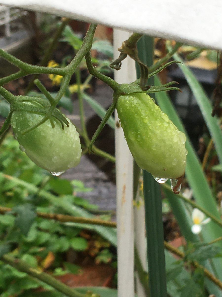 🍅Gardenの🌿と🍅