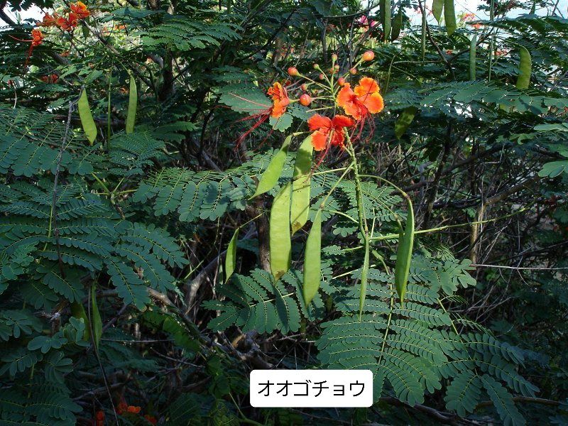 彼方の動植物 続編３