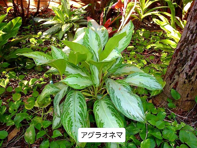 彼方の動植物 続編３