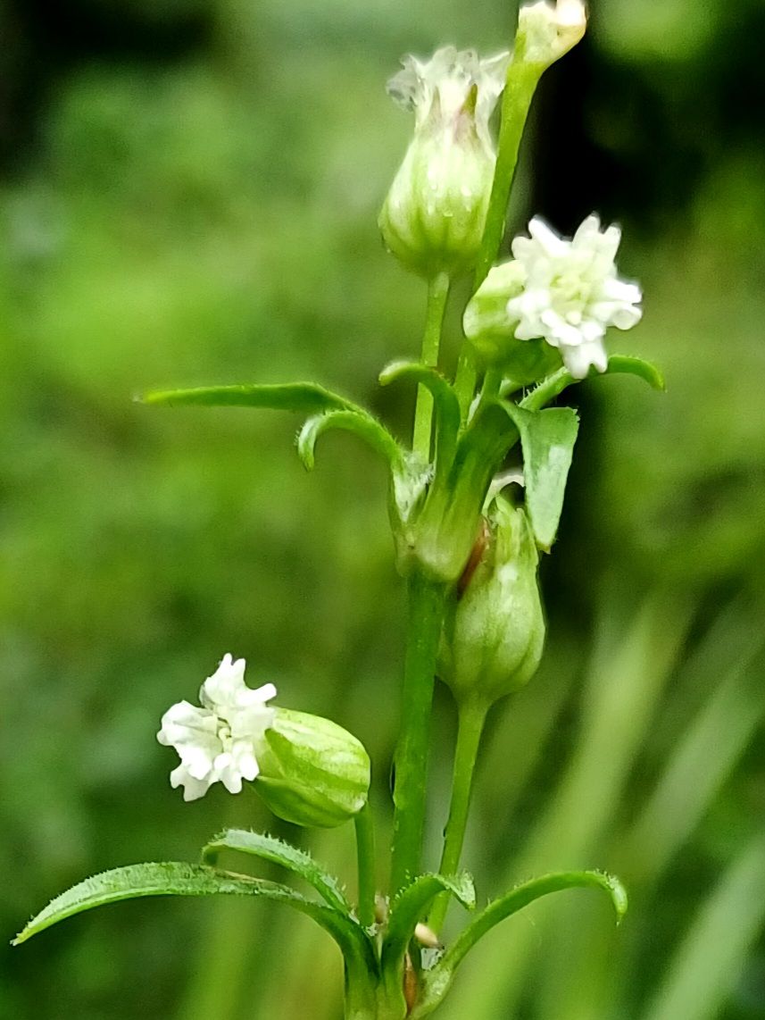 悩みの種❗ではなく花