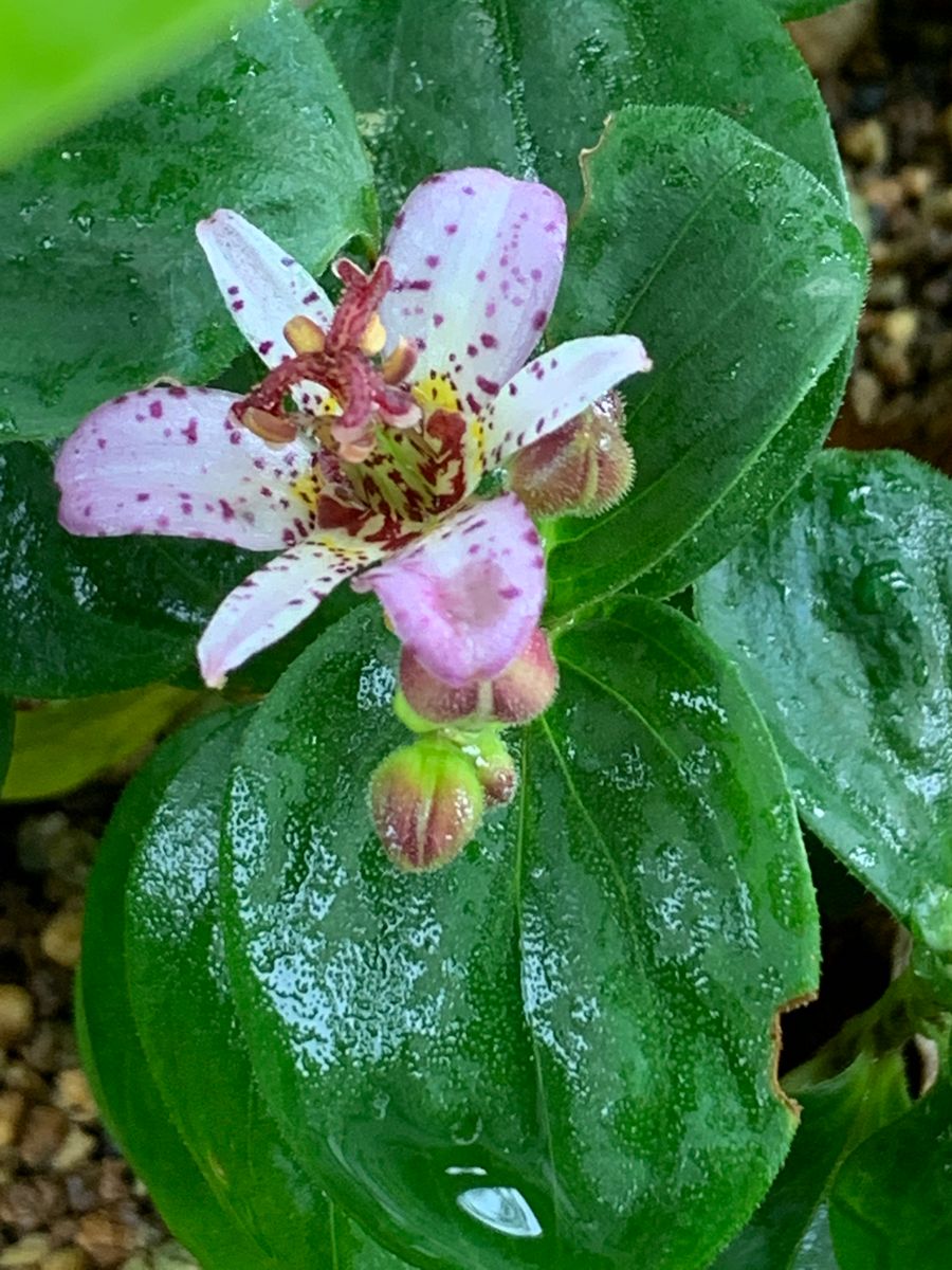 今日の山野草