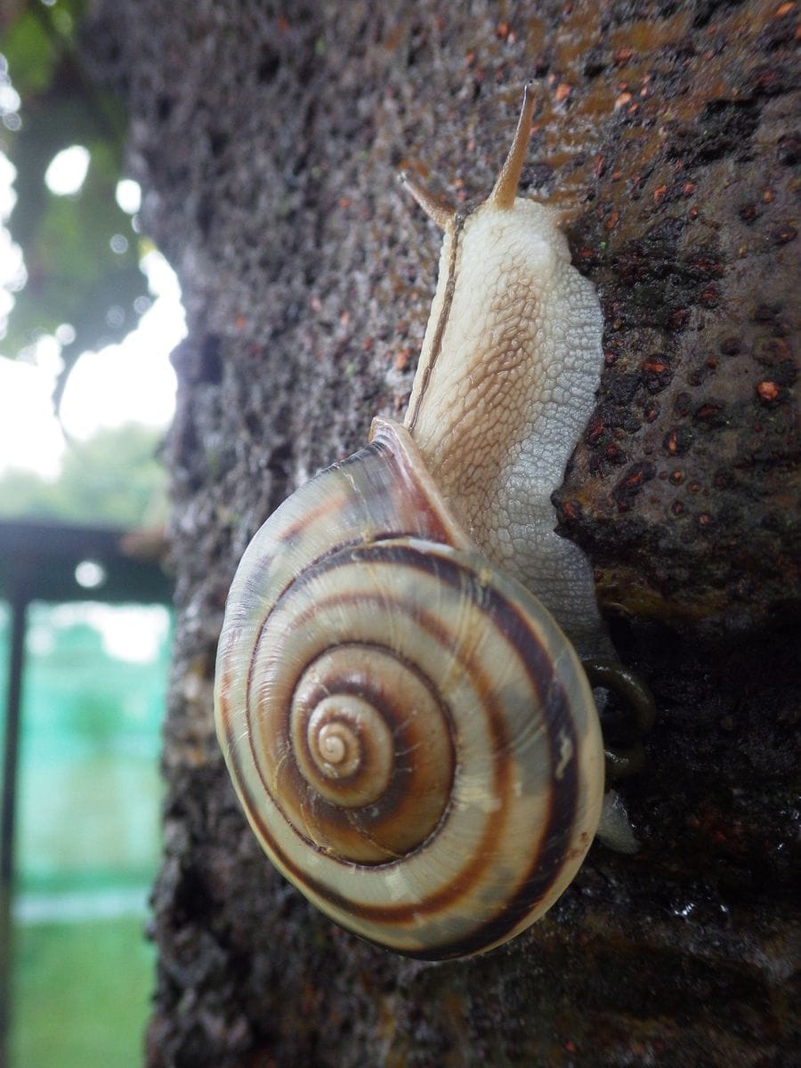 ペチュニア　種取り